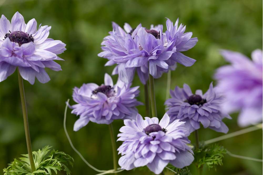 Anemon 'Levante Azzurro'